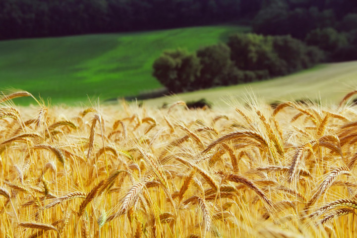agricultura